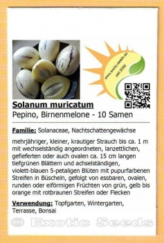 Solanum muricatum, Pepino, Birnenmelone, 10+ Samen